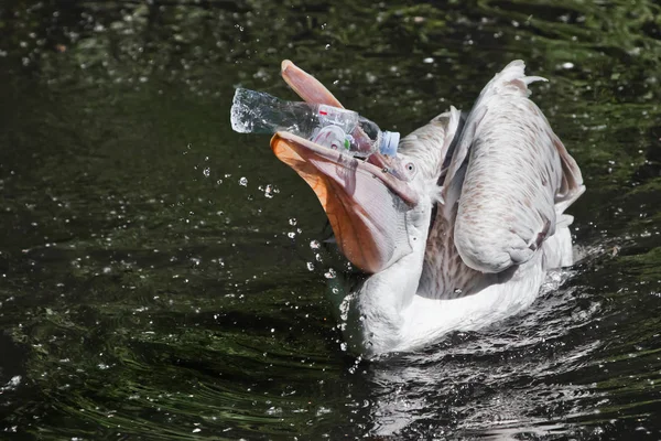 Una botella de plástico en la boca de un pájaro pelícano (problema de wat — Foto de Stock