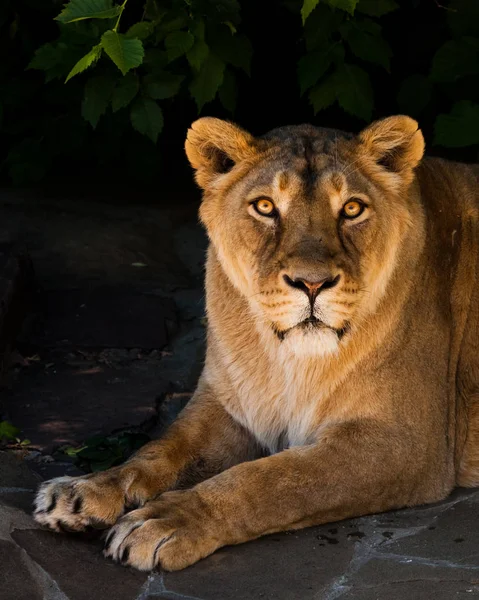 The look of a lion with clear eyes. Powerful beautiful lioness ( — Stock Photo, Image