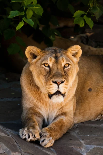 The look of a lion lying in the dark under a bush Powerful beaut — Stock Photo, Image