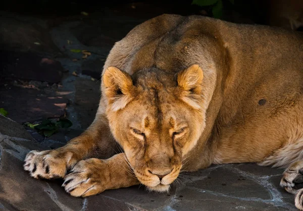 Sleepy resting lioness gracefully lies with her powerful head o — Stock Photo, Image