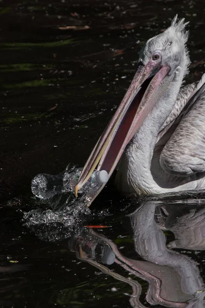 bird pelican trying to swallow plastic bottle: symbol of nature