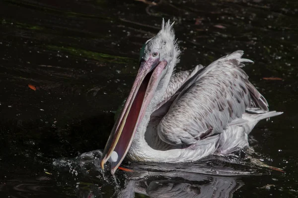 Pták pelikán se snaží spolknout plastové láhve: symbol přírody — Stock fotografie