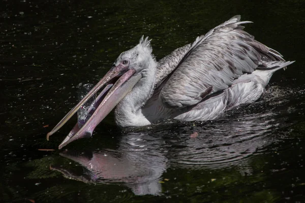 bird pelican trying to swallow plastic bottle: symbol of nature