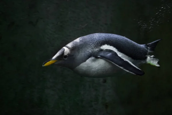 Pinguine schwimmen im dunklen Wasser, unter Wasser — Stockfoto