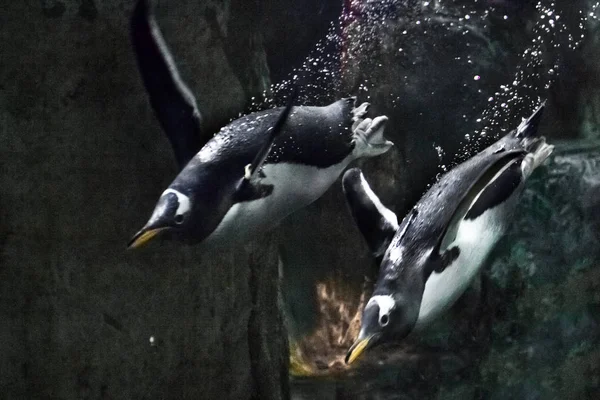 Die geschickten und dicken subantarktischen Pinguine (mehrere, eine — Stockfoto