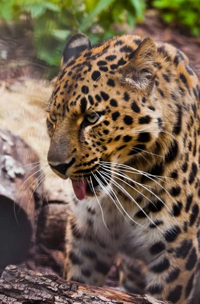Muilkorf van een Verre Oosten luipaard close-up tegen de achtergrond — Stockfoto