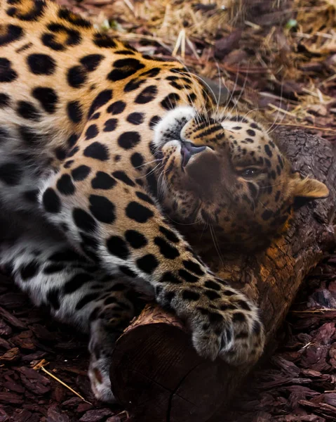 Leopardo do Extremo Oriente close-up — Fotografia de Stock