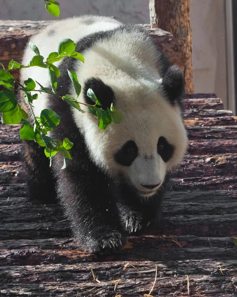 Grande panda propositadamente caminha ao longo do piso de log sob o gr — Fotografia de Stock