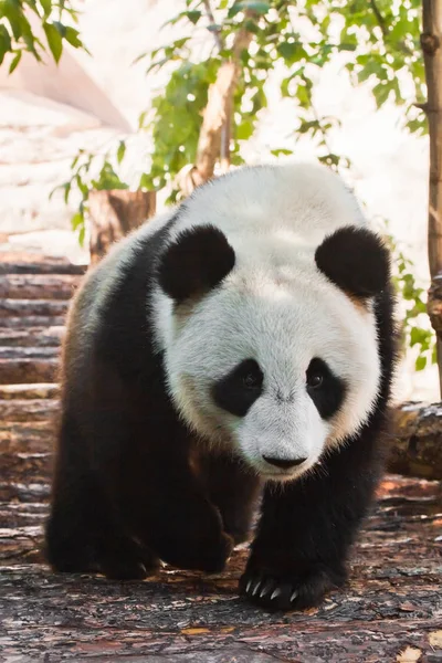 Big panda purposefully walks along the log flooring under the gr — Stock Photo, Image