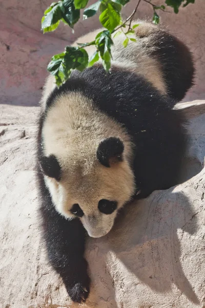 Desajeitado, mas bonito panda grande propositadamente sobe a rocha sob o — Fotografia de Stock