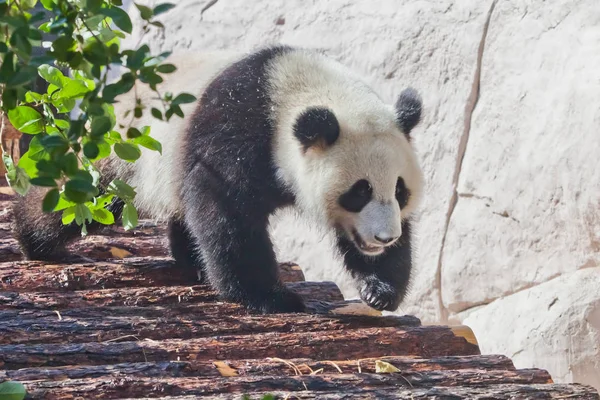 Nagy panda szándékosan sétál végig a napló padló alatt a gr — Stock Fotó