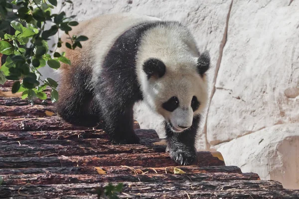 Nagy panda szándékosan sétál végig a napló padló alatt a gr — Stock Fotó