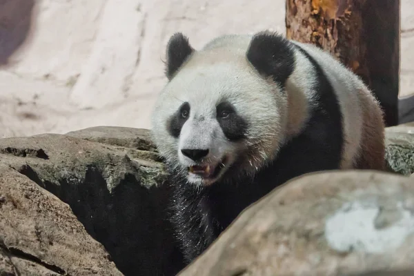 Nagy panda mászik a kövek a patak, nedves haj és spra — Stock Fotó