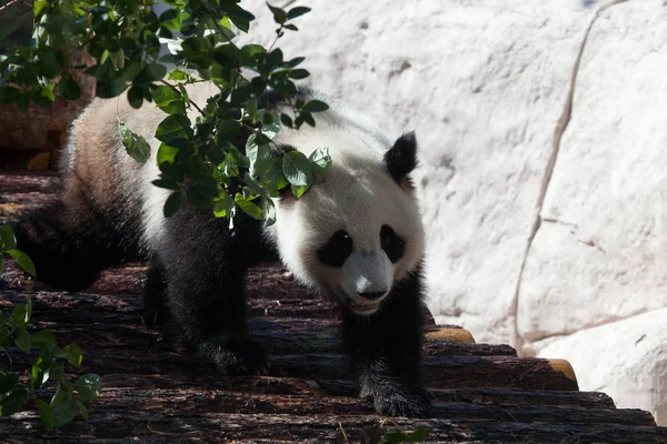 Nagy panda szándékosan sétál végig a napló padló alatt a gr — Stock Fotó