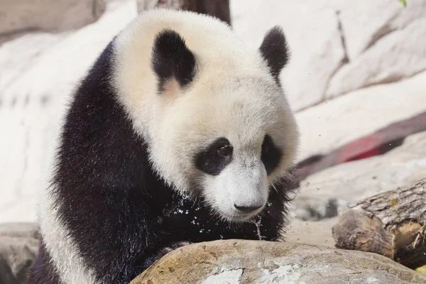 Grande panda si arrampica sulle pietre al ruscello, capelli bagnati e spra — Foto Stock