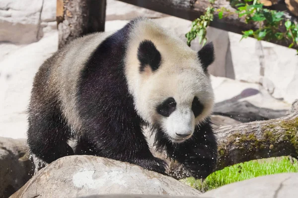 Nedves panda megy a zöld mezőre. nagy panda mászik a kövekre — Stock Fotó