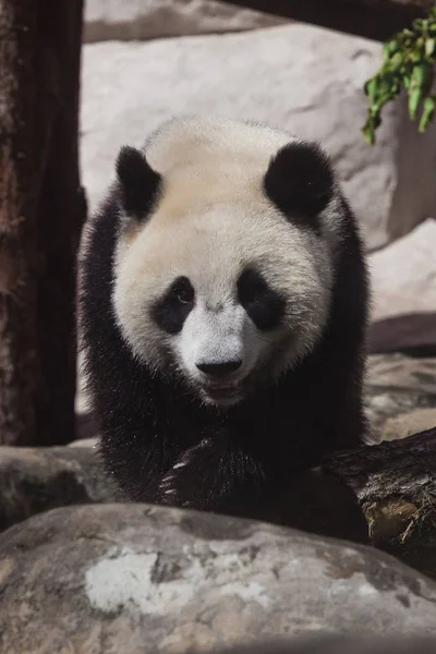 Büyük panda taşların ve kütüklerin üzerinde yürüyor. Şirin, şişman bir bambu — Stok fotoğraf