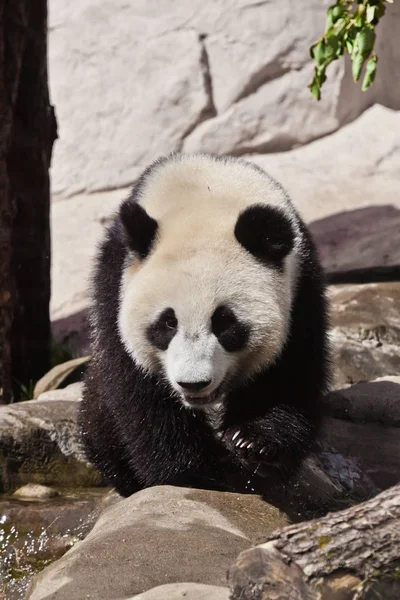 Wielka panda chodzi po kamieniach i kłodach. Słodki tłuszcz bambus być — Zdjęcie stockowe