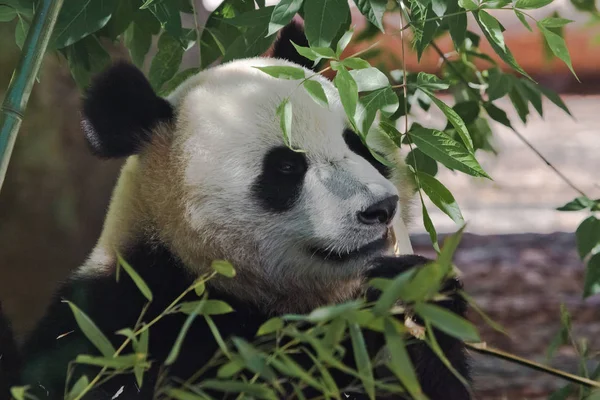 Carino grasso bambù orso grande panda primo piano tra il verde . — Foto Stock