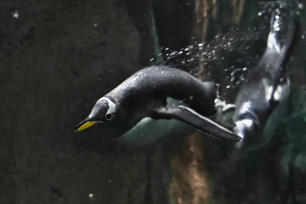 Pinguine schwimmen im dunklen Wasser, unter Wasser — Stockfoto