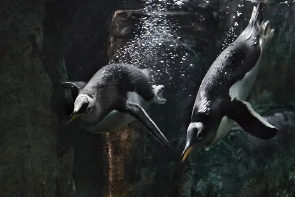 Die geschickten und dicken subantarktischen Pinguine (mehrere, eine — Stockfoto