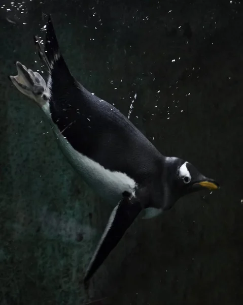 Geschickte subantarktische Pinguine sind schöne und geschwungene Schwimmer — Stockfoto