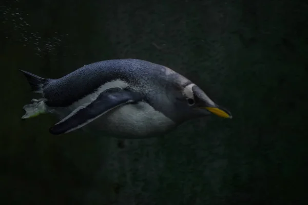 Penguins swim in dark water, under water — Stock Photo, Image