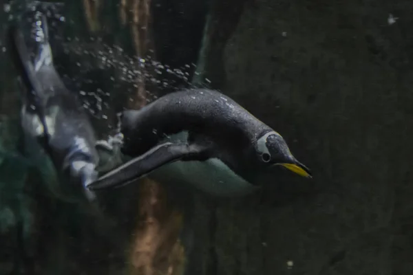 I pinguini nuotano in acque scure, sott'acqua — Foto Stock