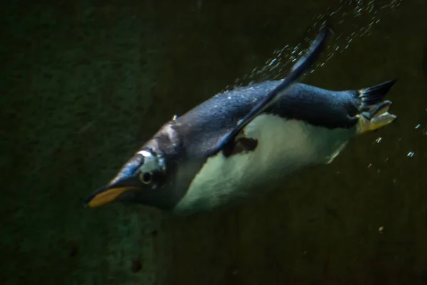 Pinguin schwimmt im Dunkeln in der Tiefe des Wassers — Stockfoto
