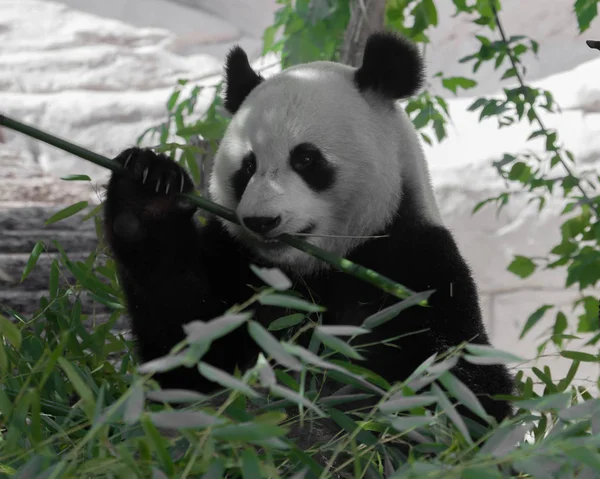 Bellissimo Bamboo Panda Bear nei Spessore della Foresta Appeti — Foto Stock