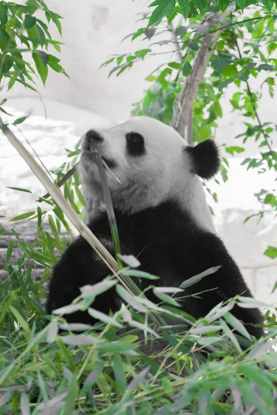 Bellissimo Bamboo Panda Bear nei Spessore della Foresta Appeti — Foto Stock