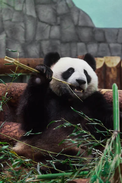 O Panda come bambu. Bonito panda chinês no zoológico de Moscou . — Fotografia de Stock