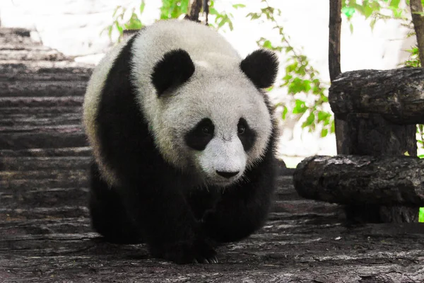 Panda vidáman megy a találkozóra. Aranyos kínai panda Moszkvában állatkert. — Stock Fotó