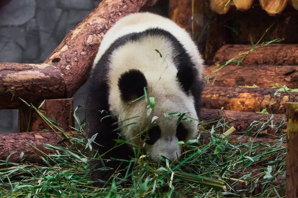 Panda bambuszt eszik. Aranyos kínai panda Moszkvában állatkert. — Stock Fotó