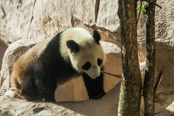 Un panda sale su rocce di pietra rosa. Carino panda cinese a Mosca — Foto Stock