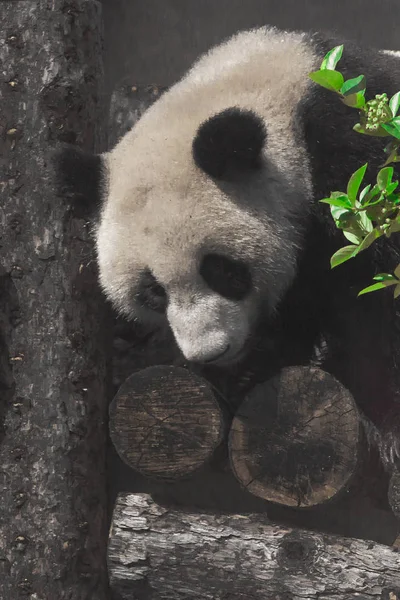 Panda ve kütükler. Moskova hayvanat bahçesindeki şirin Çin pandası.. — Stok fotoğraf