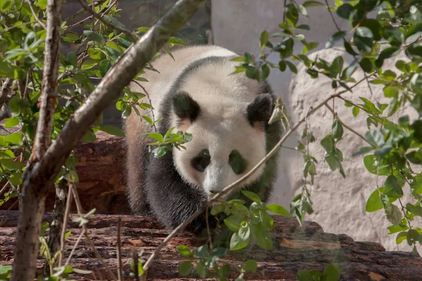 among the spring greens on the bridge. Cute Chinese panda in Mos