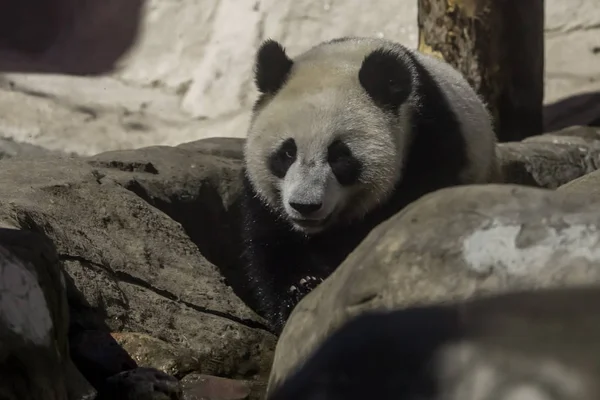 Egy fiatal bambusz panda medve a kövek hátterén, egy aranyos anim. — Stock Fotó