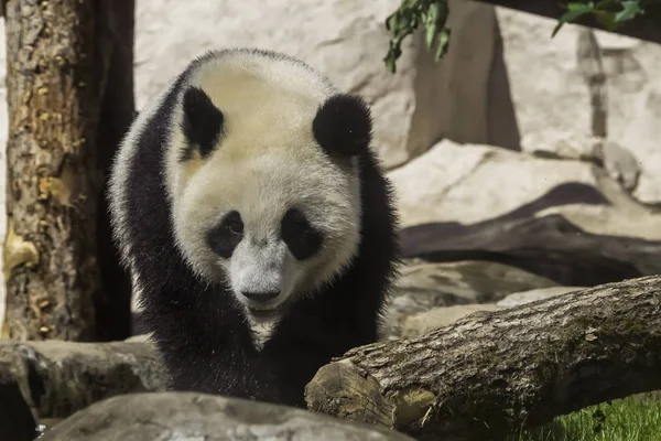 Egy fiatal bambusz panda medve a kövek hátterén, egy aranyos anim. — Stock Fotó