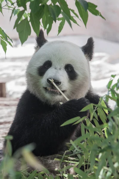 Gyönyörű bambusz panda medve az erdő sűrűjében Appeti — Stock Fotó