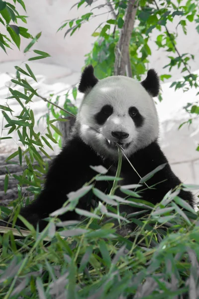 Hermoso oso oso panda de bambú en los matorrales del bosque Appeti — Foto de Stock