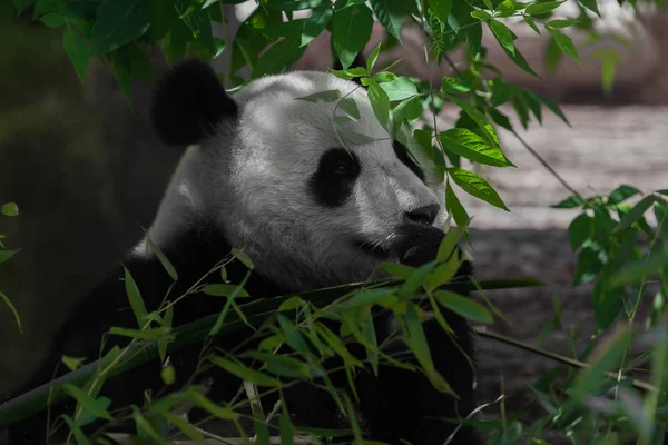 Jedzenie (je) bambusa. wegańskie niedźwiedź duży panda wśród liści — Zdjęcie stockowe