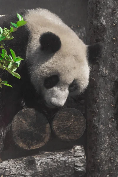 Panda e troncos. Bonito panda chinês — Fotografia de Stock