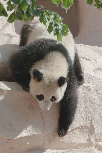 A panda climbs on pink stone rocks.