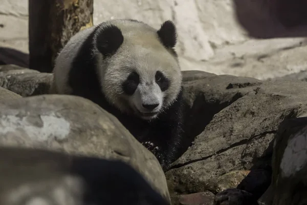 Egy fiatal bambusz panda medve a kövek hátterén, egy aranyos anim. — Stock Fotó