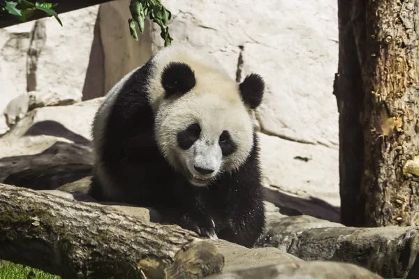 Un giovane panda di bambù su uno sfondo di pietre, un simpatico anim — Foto Stock