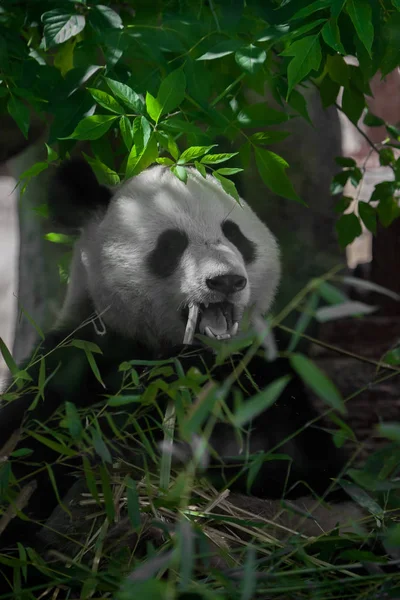 Bambus essen (essen). Veganer Bär großer Panda im Laub — Stockfoto