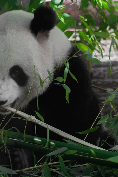 Metade. vegan urso grande panda entre a folhagem de um grande jovem tipo — Fotografia de Stock