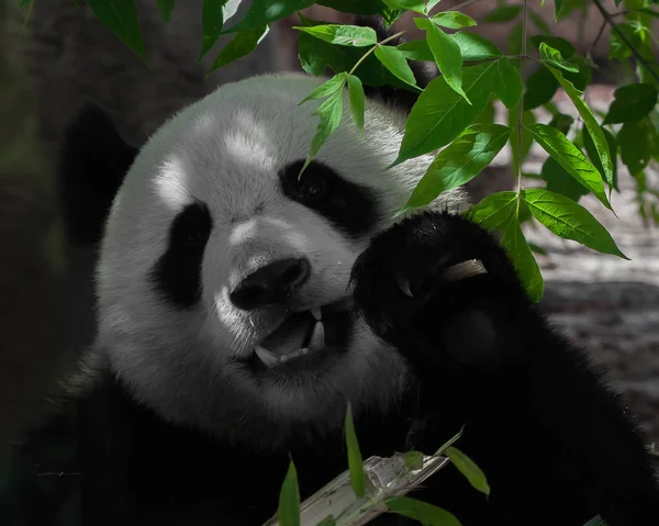 Mangiare (mangia) bambù. vegan orso grande panda tra le foglie di — Foto Stock