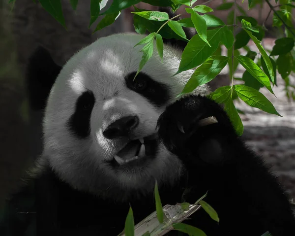 Comer (come) bambu. vegan urso grande panda entre a folhagem de — Fotografia de Stock